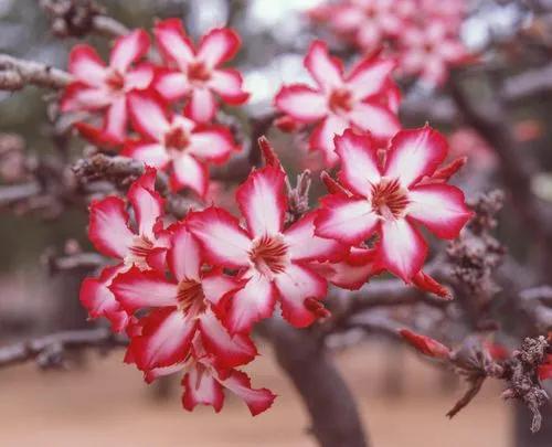 Impala Lily