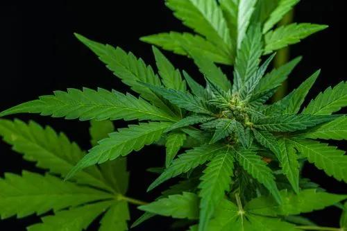 Marihuana Indica