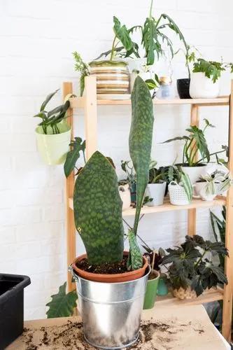 Sansevieria Victoria (whale Fin)