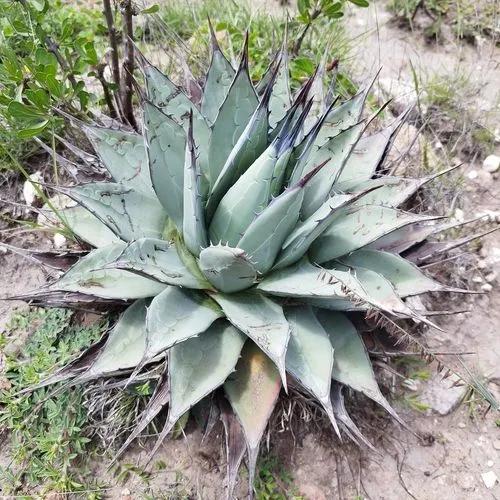 Spike agave succulent