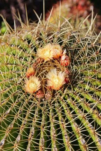 Zilveren pijlen cactus