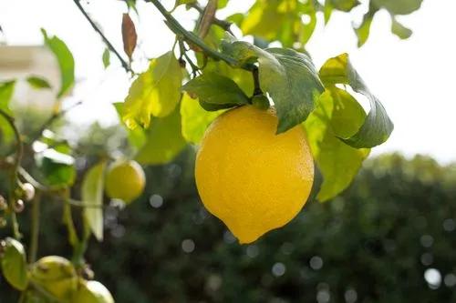 Citrus Limon