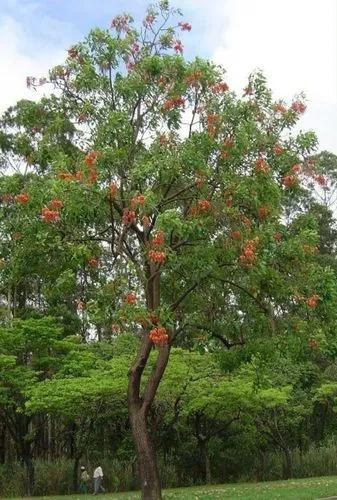 Brazilian Coral Tree