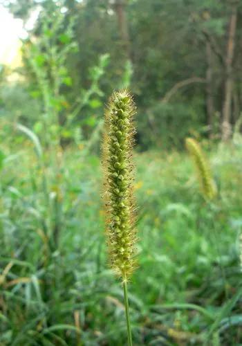 Yellow Foxtail