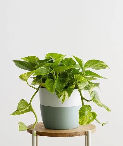 Potted Ivy