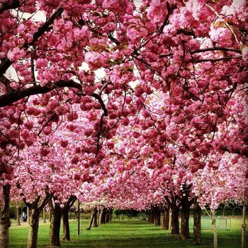 A Cherry Blossom