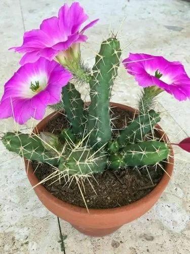 Ladyfinger cactus