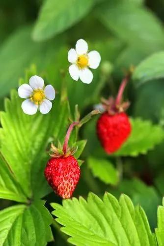 Strawberry Mignonette