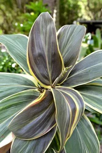 Cabbage Palm 'Miss Andrea'