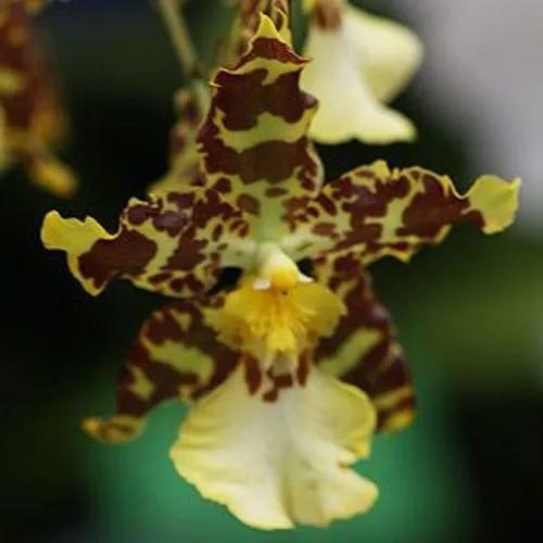Odontoglossum Orchid