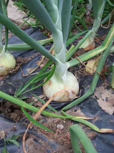 White Aweet Onion