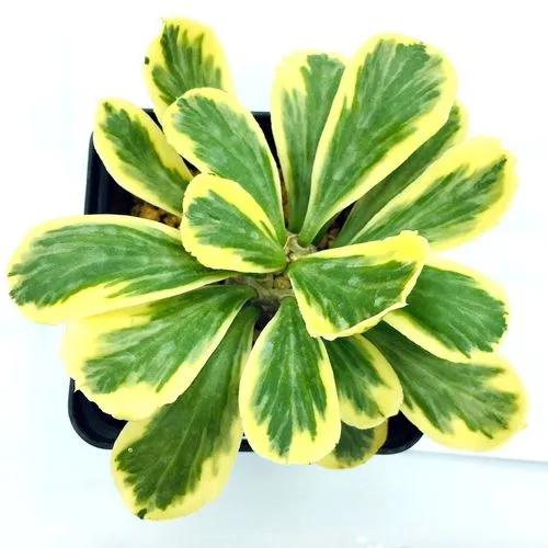 Euphorbia, Spurge