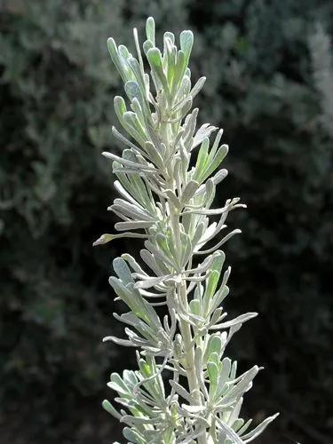 Artemisia Tridentata