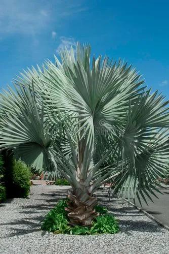 Silveter Palm