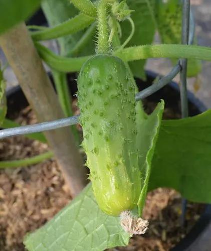 Cucumber Calypso