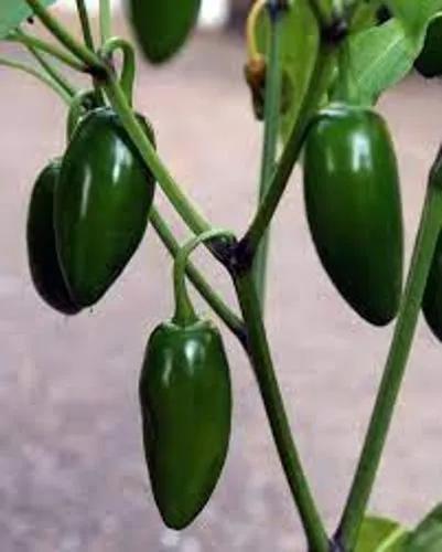 Chili Peppers 'jalapeno'