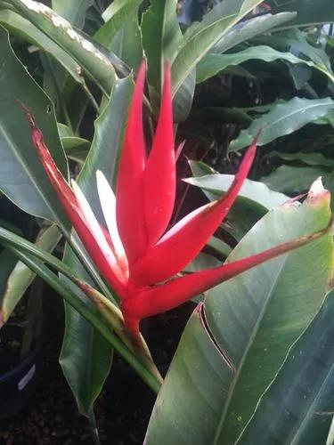 Christmas Heliconia
