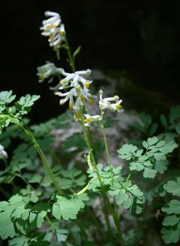 Pseudofumaria Alba