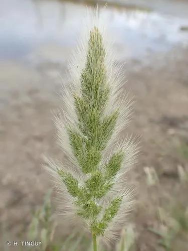 Mediterranean Beard Grass