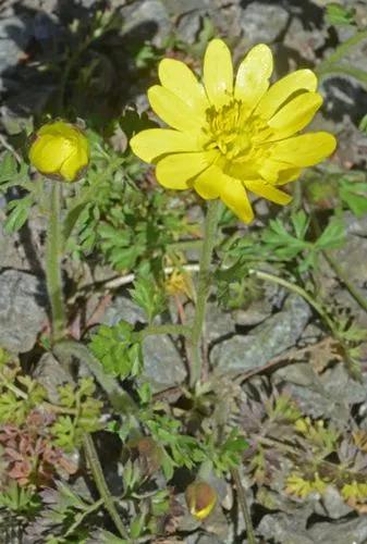 Three-Leaved Buttercup