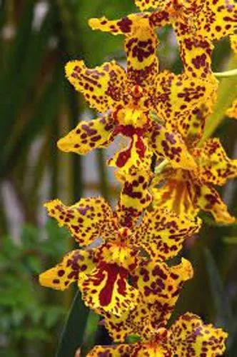 Orchid Wilsonara