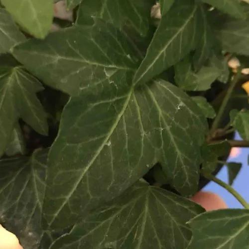 Nepal Ivy