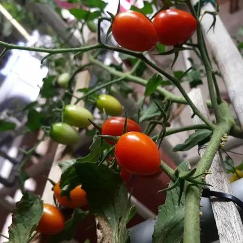 Solanum Lycopersicum 'mortgage Lifter'