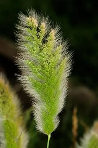 Annual Beard-Grass