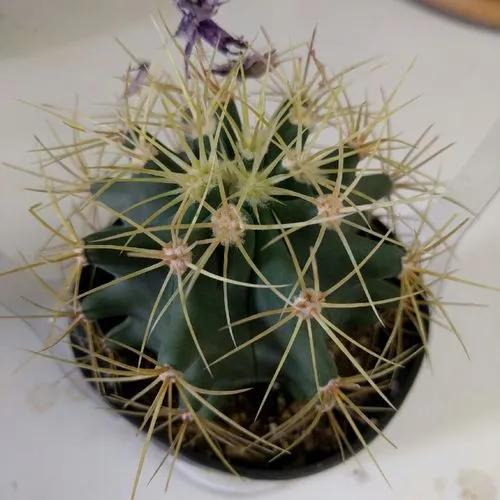 Glaucous Barrel Cactus