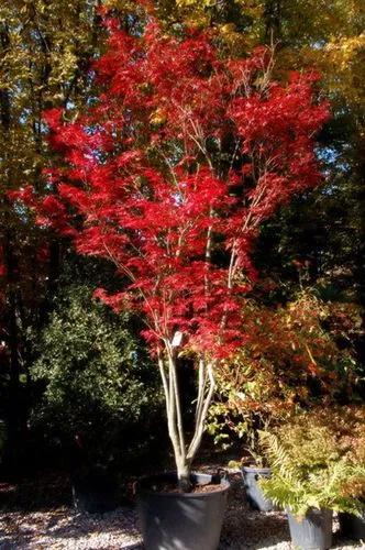 Red Flash Japanese Maple