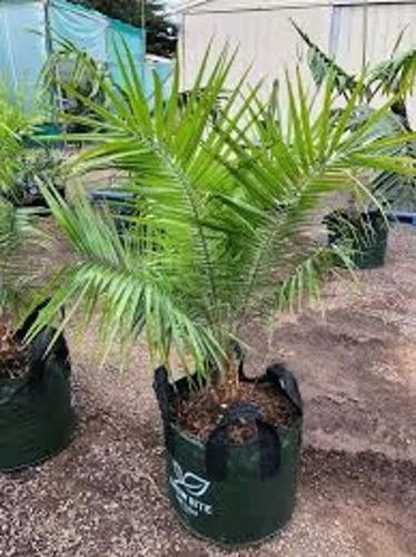 Cliff Date Palm