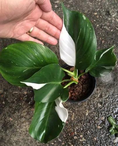 White Wizard Philodendron