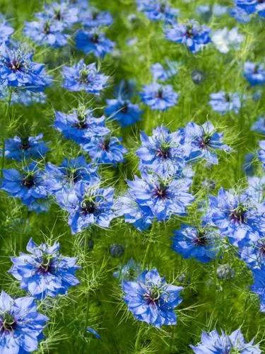 Love-In-A-Mist, Ragged Lady Or Devil In The Bush