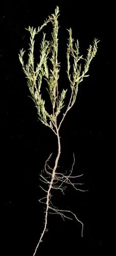 Phyllanthus Pronyensis