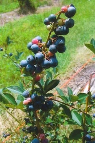 Brightwell Rabbiteye Blueberry