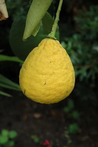 Citrus Pyriformis