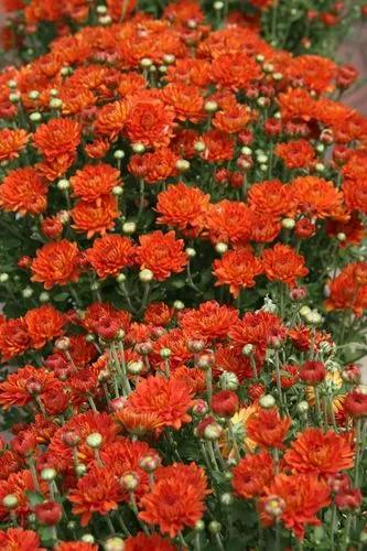Gretchen Chrysanthemum