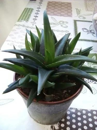 Hybrid Aloe 'black Gem'