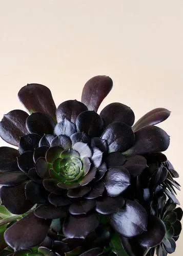 Aeonium Arboreum 'zwartkop' (black Rose Succulent)