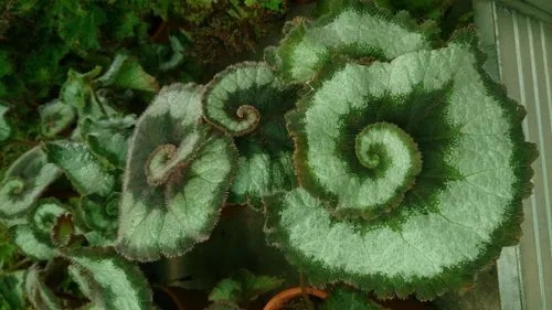 Pinwheel Begonia “escargot”