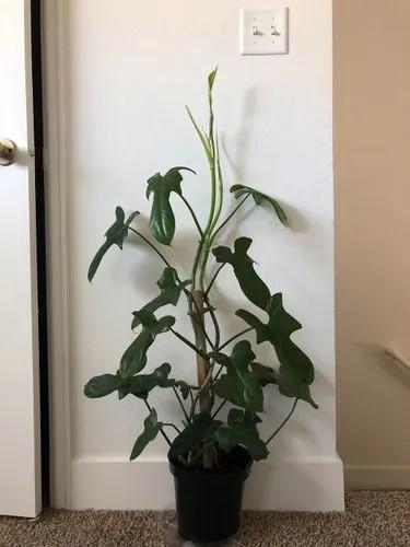 Philodendron Bipennfolium