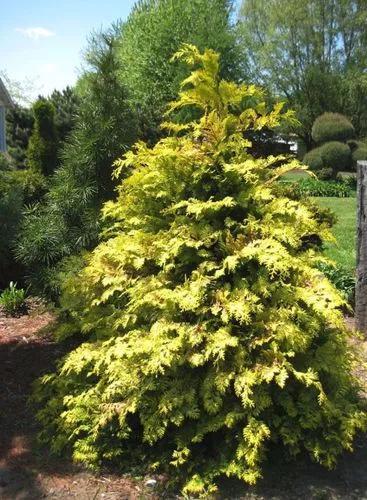 Golden Hinoki False Cypress