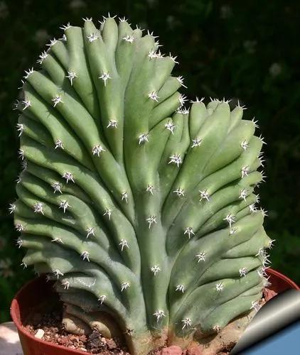 Lophocereus Schottii Var.monstros Cactus