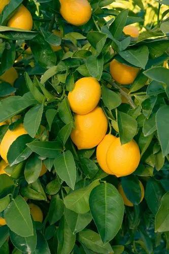 Myer Lemon Tree
