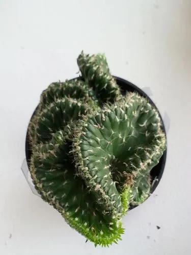 Emerald Idol Cactus