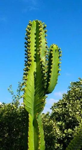 Euphorbia Candelabrum