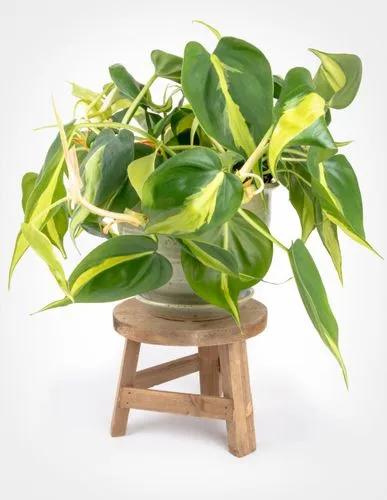 Brazil philodendron