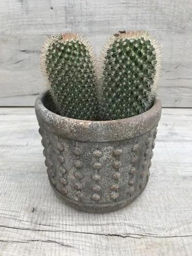 Spiny pincushion cactus