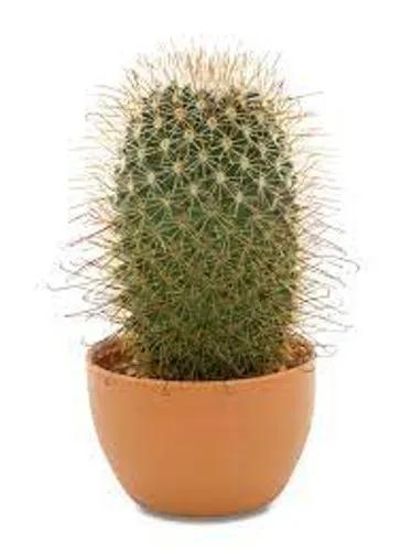 Thumb Cactus