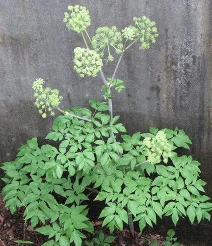 Lyall's Angelica